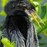 Close-up of an anhinga with striking plumage and a long beak against a green foliage background.