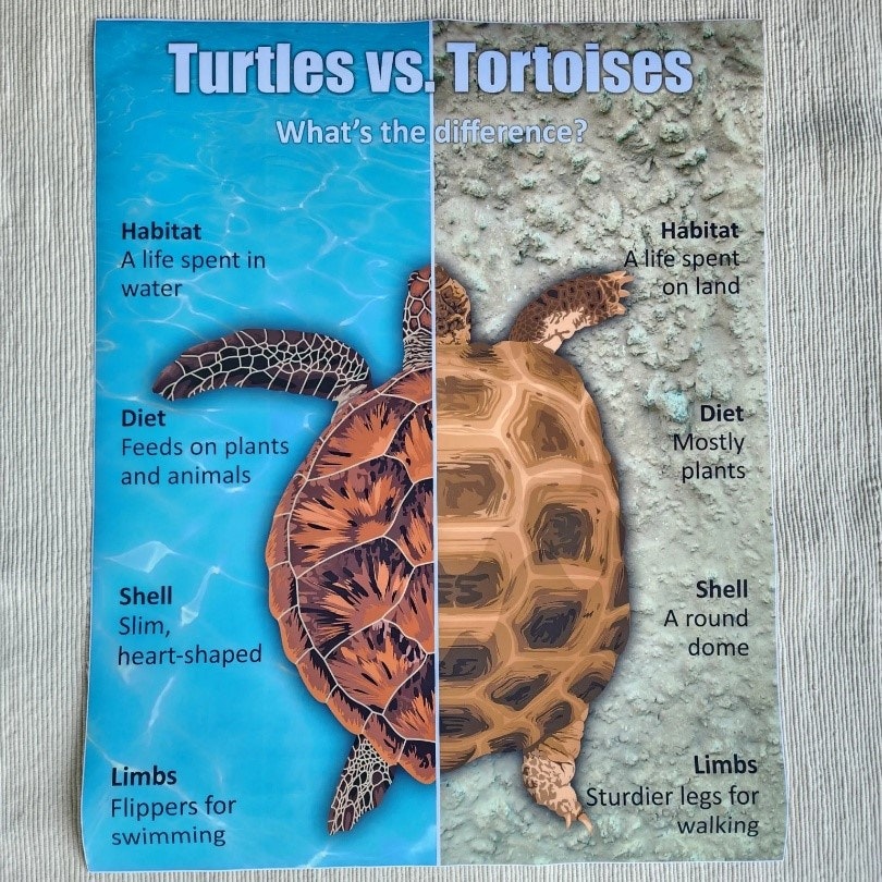 Comparison between turtles and tortoises: habitat, diet, shell, and limbs.