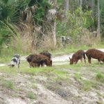wild boars outdoors near trees.