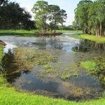 Tranquil pond surrounded by greenery under a clear sky.
