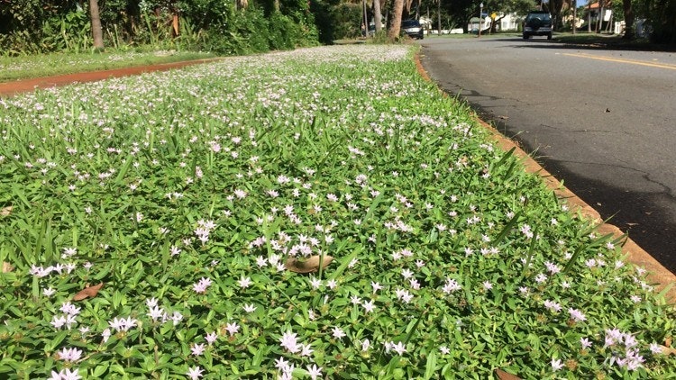 A roadside covered in green foliage and purple flowers, with a street and trees in the background.