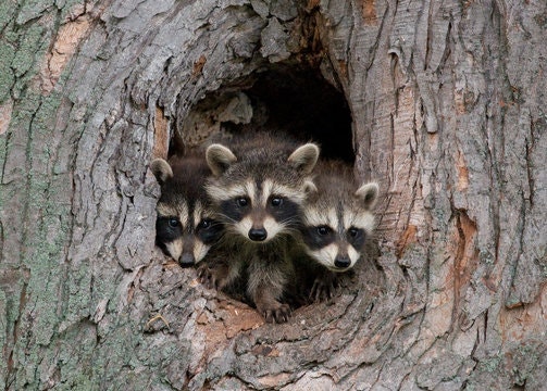 Three raccoons peek out from a tree hollow.