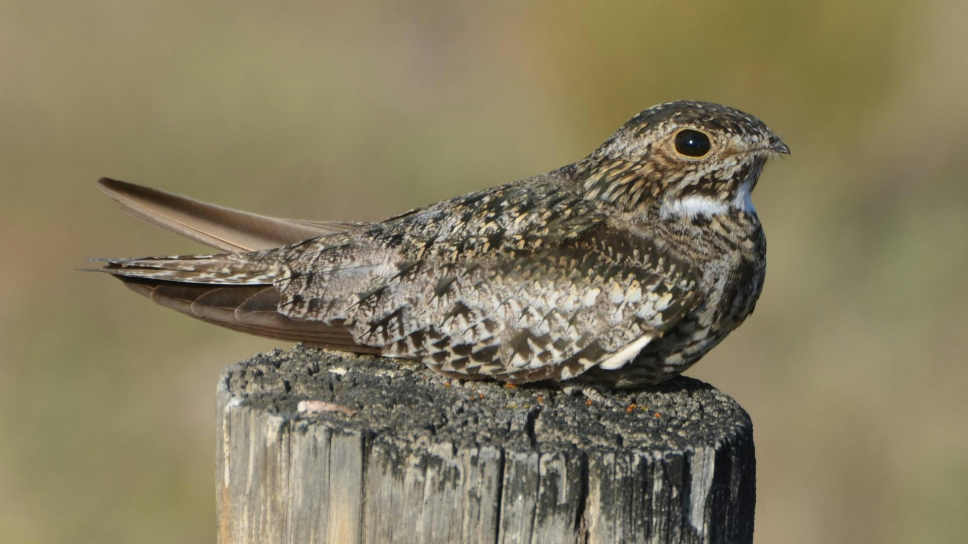 A mottled brown bird perched on a wooden post against a blurred background.