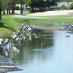 A pond with birds and greenery.