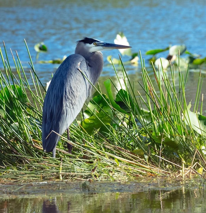 A great blue heron stands among grasses near water's edge with lily pads in the background.