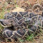 A coiled rattlesnake camouflaged in grass.