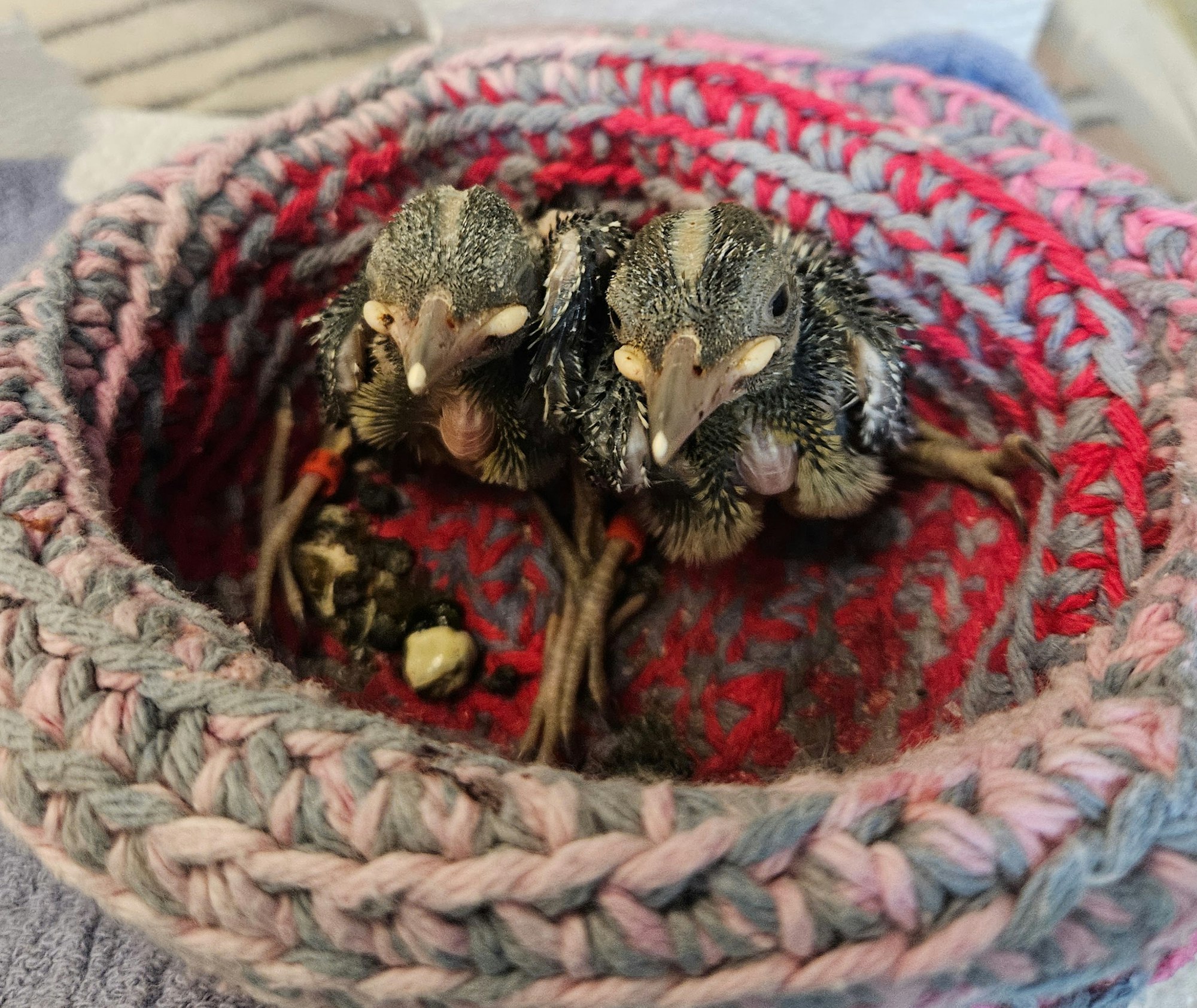 Two baby birds in a crocheted nest.