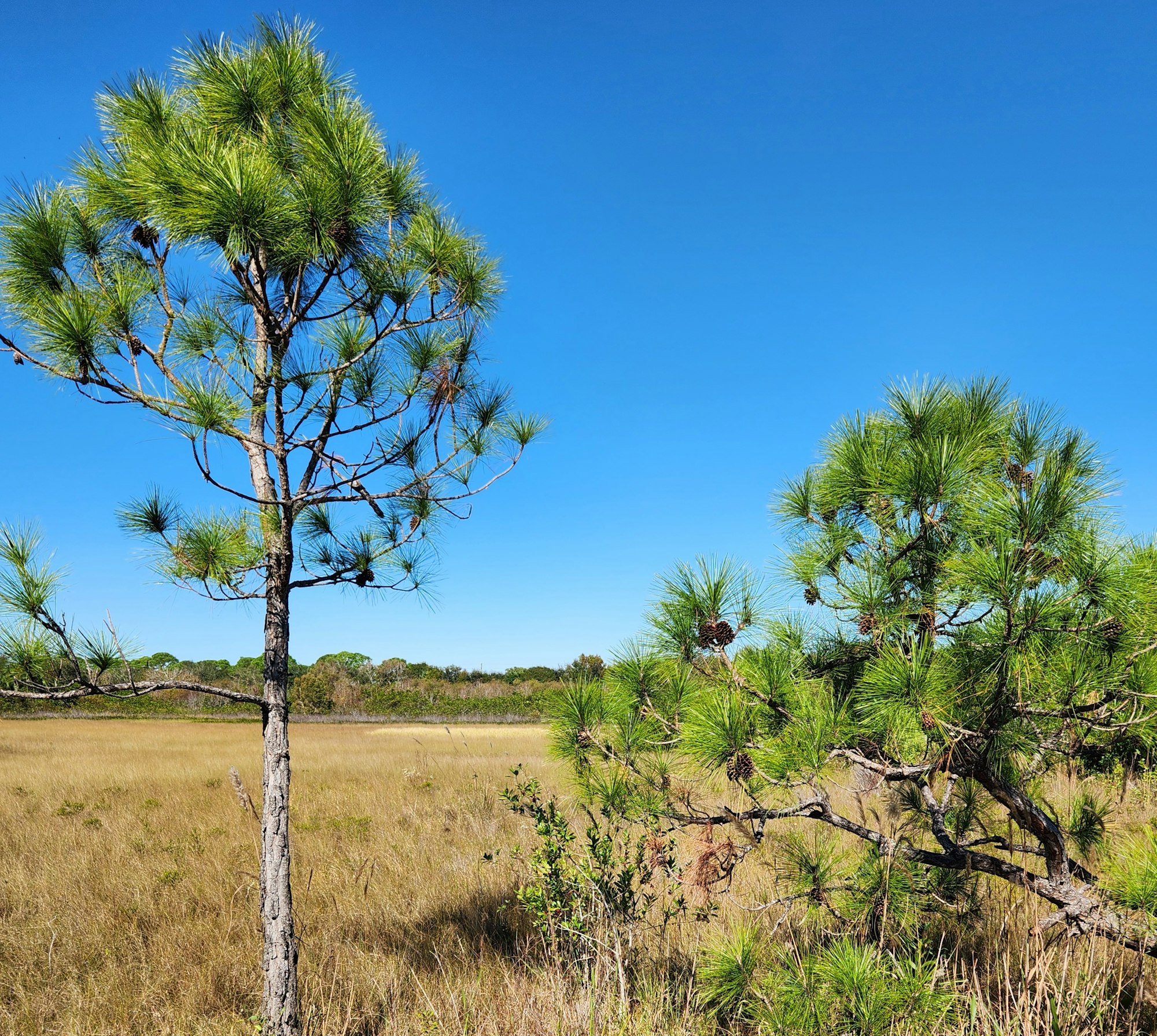 Two pine trees in a grassy preserve under a clear blue sky.