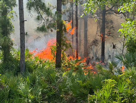 The image shows a forest fire with flames and smoke visible among trees and dense undergrowth.