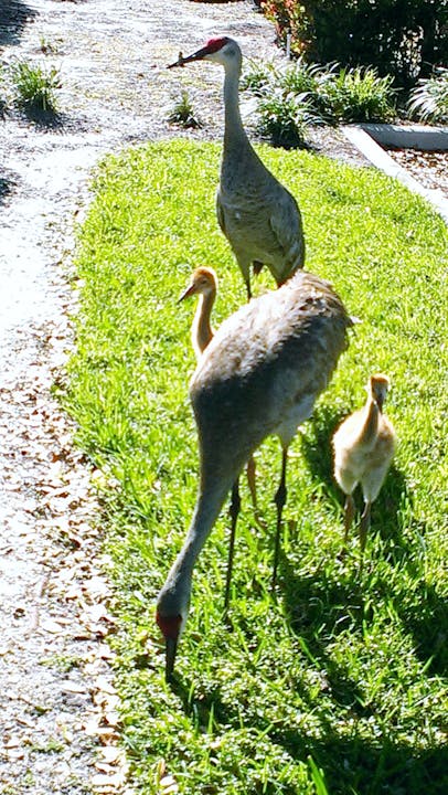 Two sandhill cranes and a chick on a grassy path.