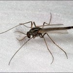 Close-up of a mosquito on a white surface.