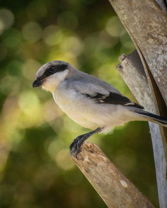 A small gray and white bird perched on a branch, with a blurred green background.