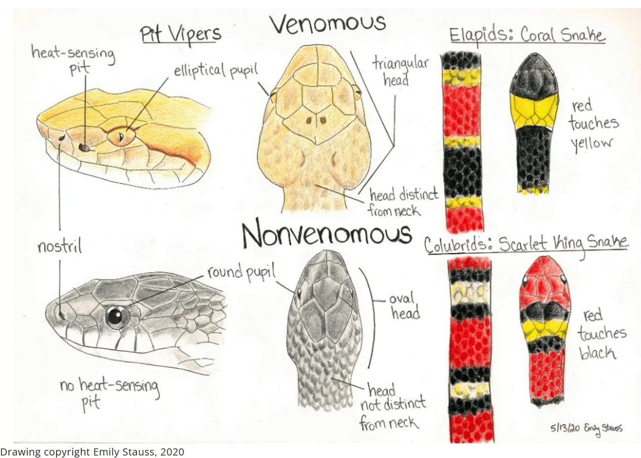 Snake identification guide: features of pit vipers and non-venomous snakes with pupils, head shapes, and color patterns.