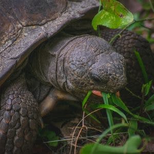 A tortoise peeking out from its shell among greenery.