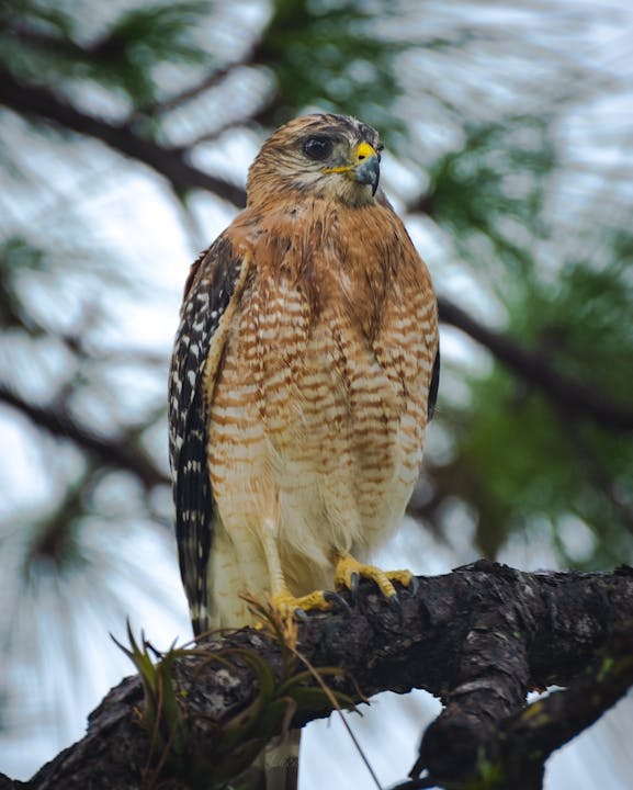 A hawk perched on a branch with a blurred background of green foliage.