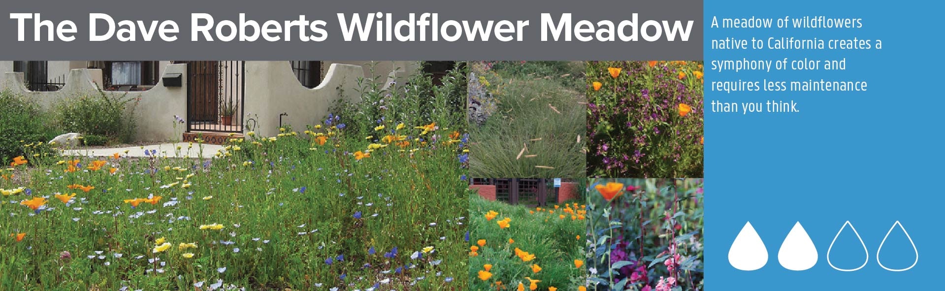 A meadow of California native wildflowers with colorful blooms and low maintenance requirements, titled "The Dave Roberts Wildflower Meadow."