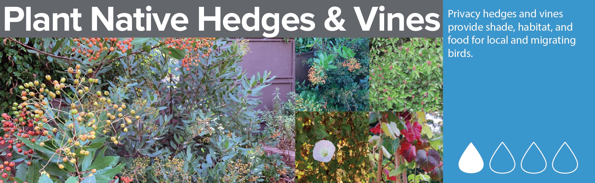 "Plant Native Hedges & Vines" - Images of plants with text about providing shade, habitat, food for birds. Water icon included.