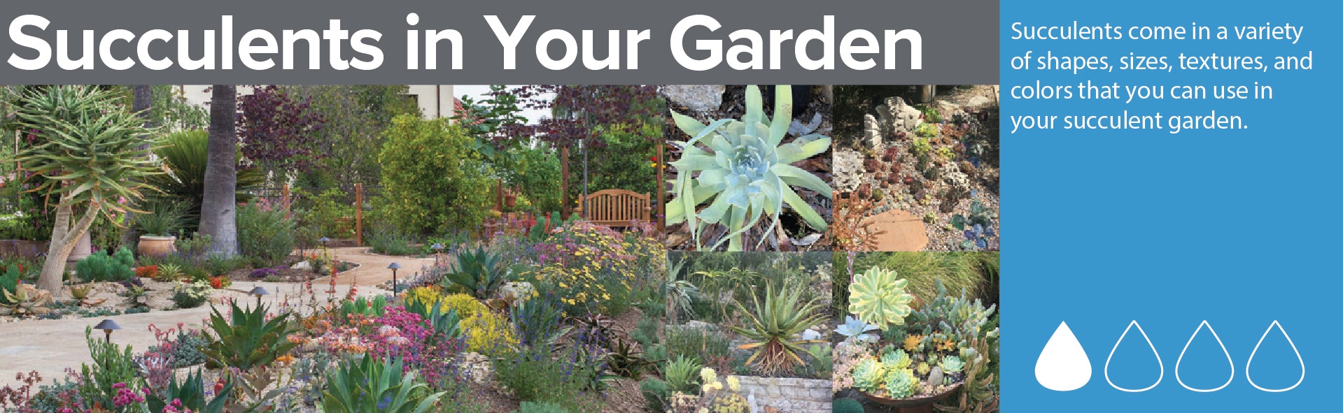 Images of a diverse succulent garden with text: "Succulents in Your Garden." Describes variety in shapes, sizes, and colors.