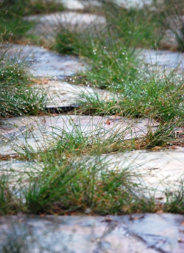 Stone path with grass growing between the stones, sprinkled with water droplets.