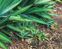 Green agave plants growing in rocky soil.