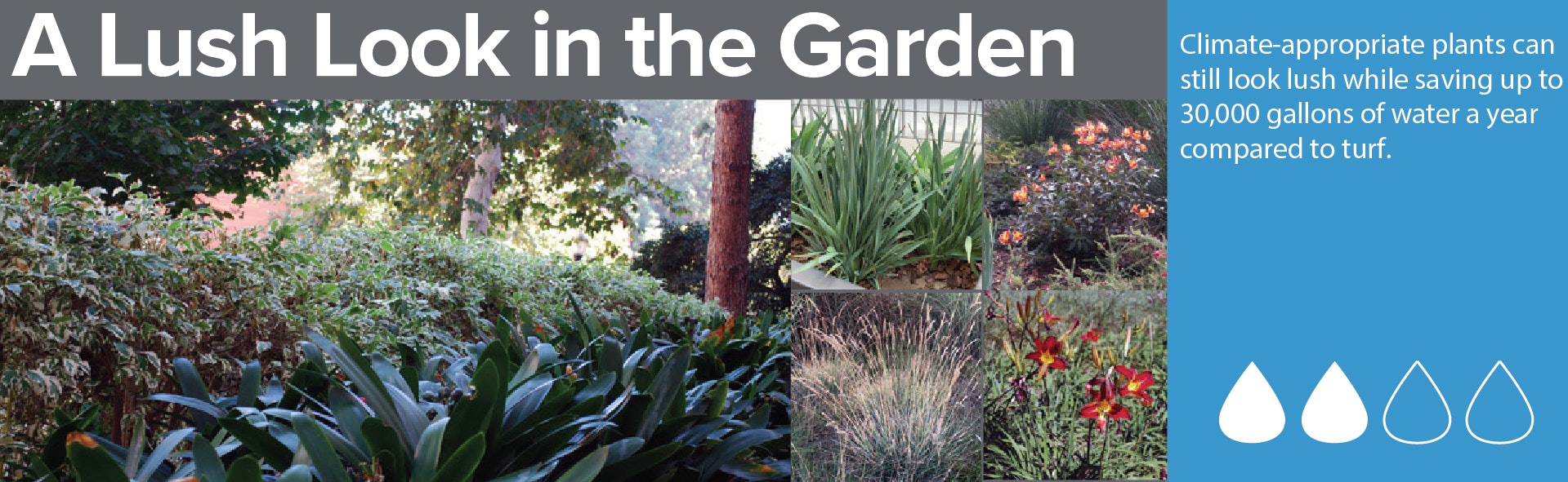 Garden plants save water, looking lush. Text: Climate-appropriate plants save up to 30,000 gallons/year compared to turf.