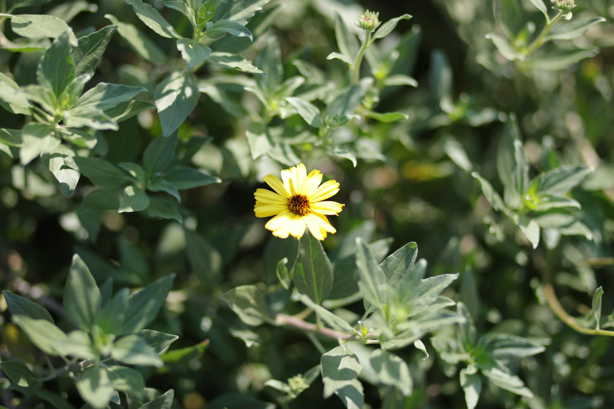 A single yellow flower with a dark center amidst green leaves.