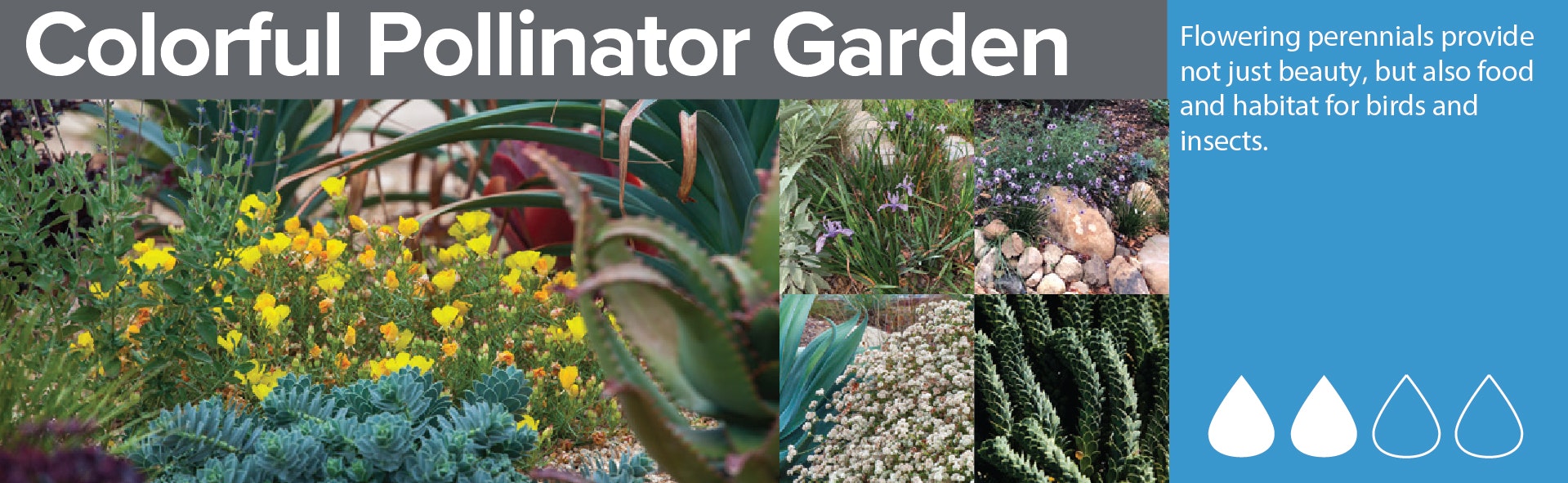 Collage of a colorful pollinator garden with various flowering plants and a text about perennials providing habitat for birds and insects.