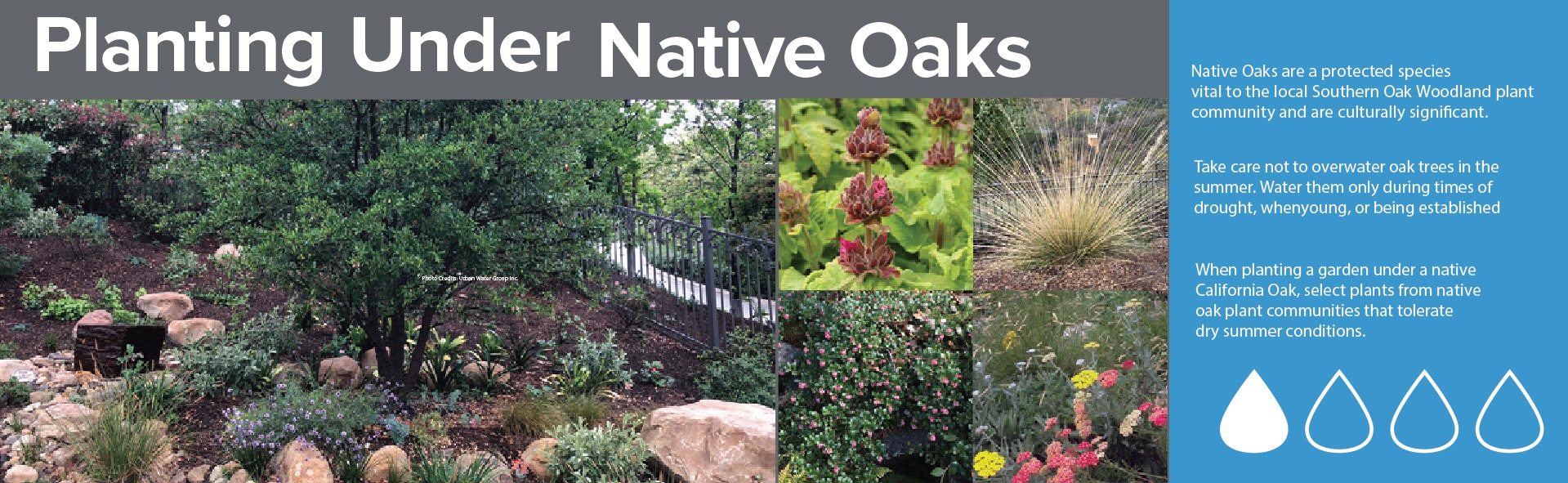 Guide on planting under native oaks, highlighting water conservation, planting tips, and suitable plant selection.