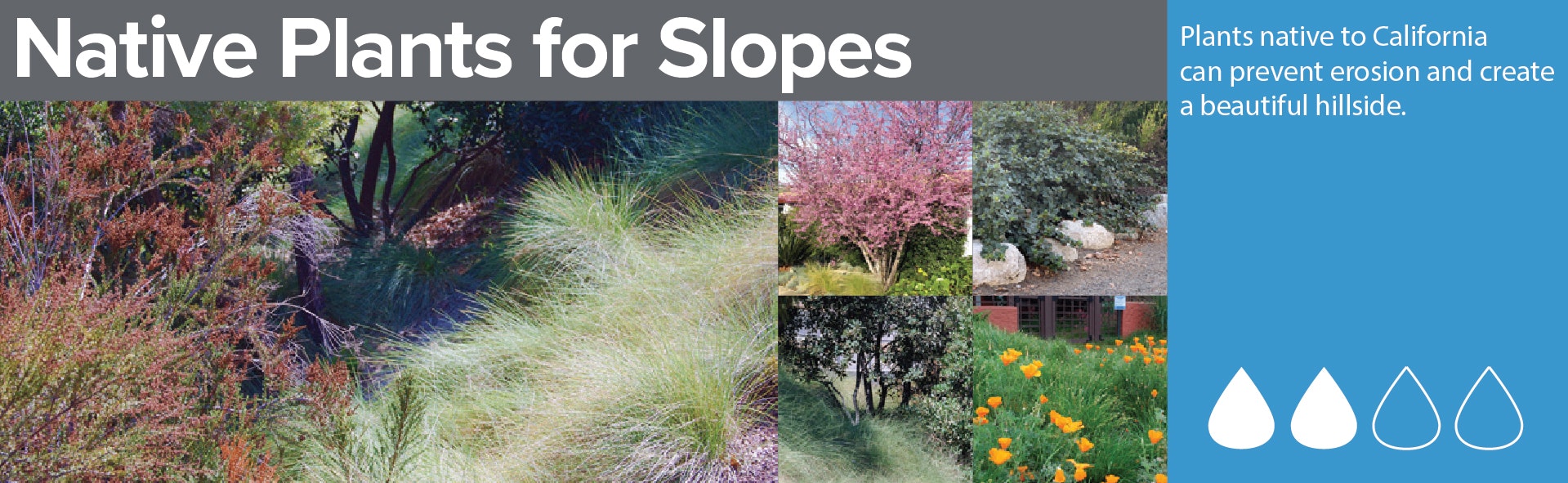 Collage of native California plants for slopes to prevent erosion and beautify hillsides.