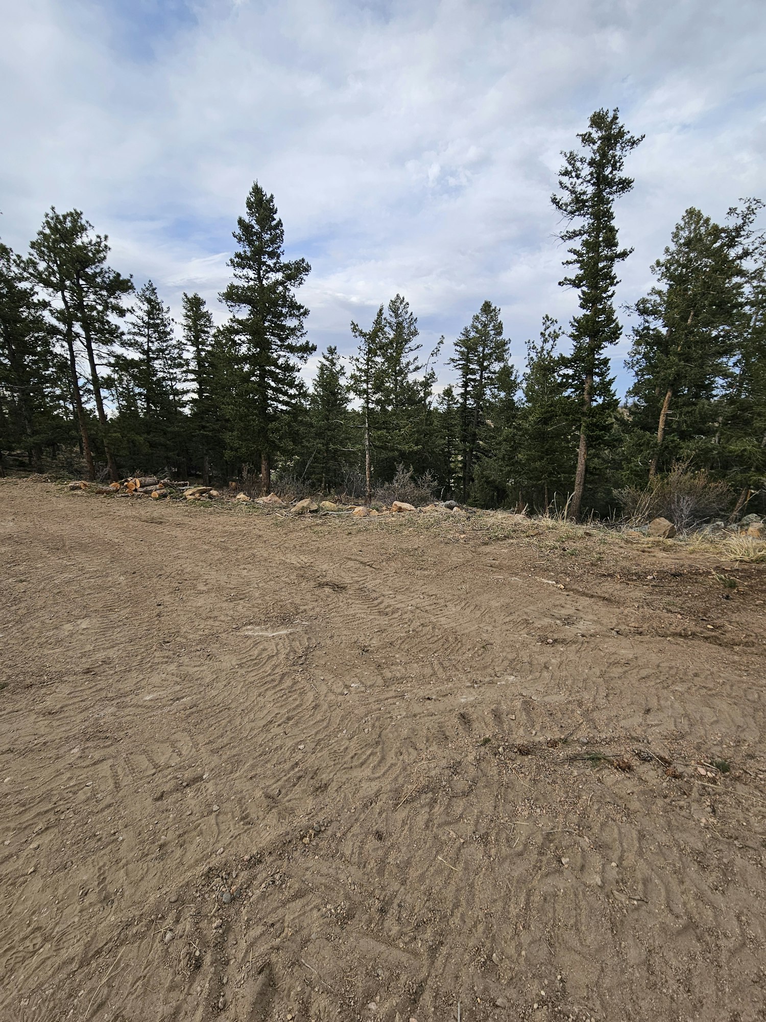 May contain: plant, tree, fir, soil, and ground