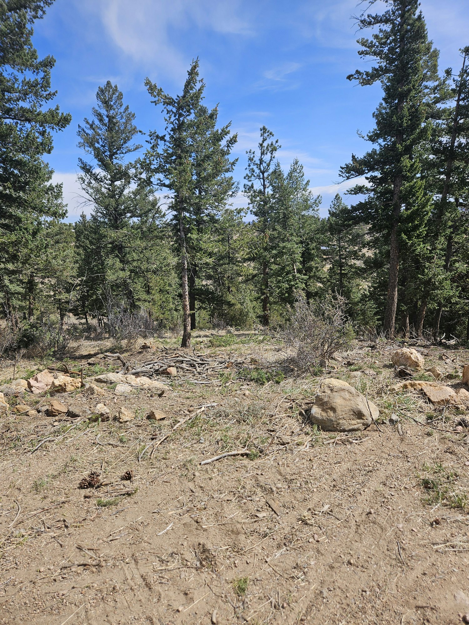 May contain: plant, tree, fir, nature, outdoors, wilderness, soil, ground, and conifer