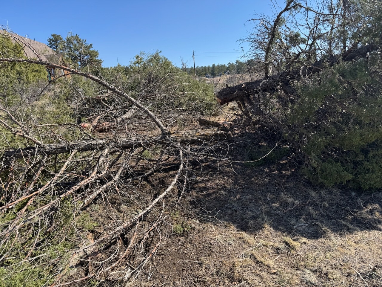 The image shows fallen trees and branches on the ground in a natural setting, with a clear blue sky in the background.