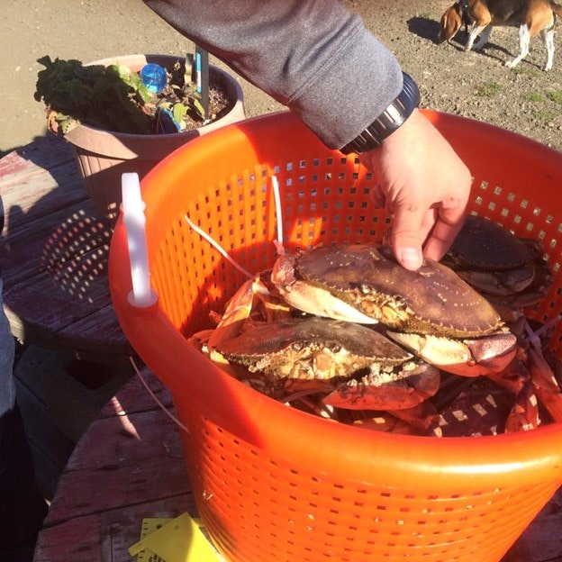 A hand holding a crab above a basket filled with crabs, outdoor location, dog in the background.