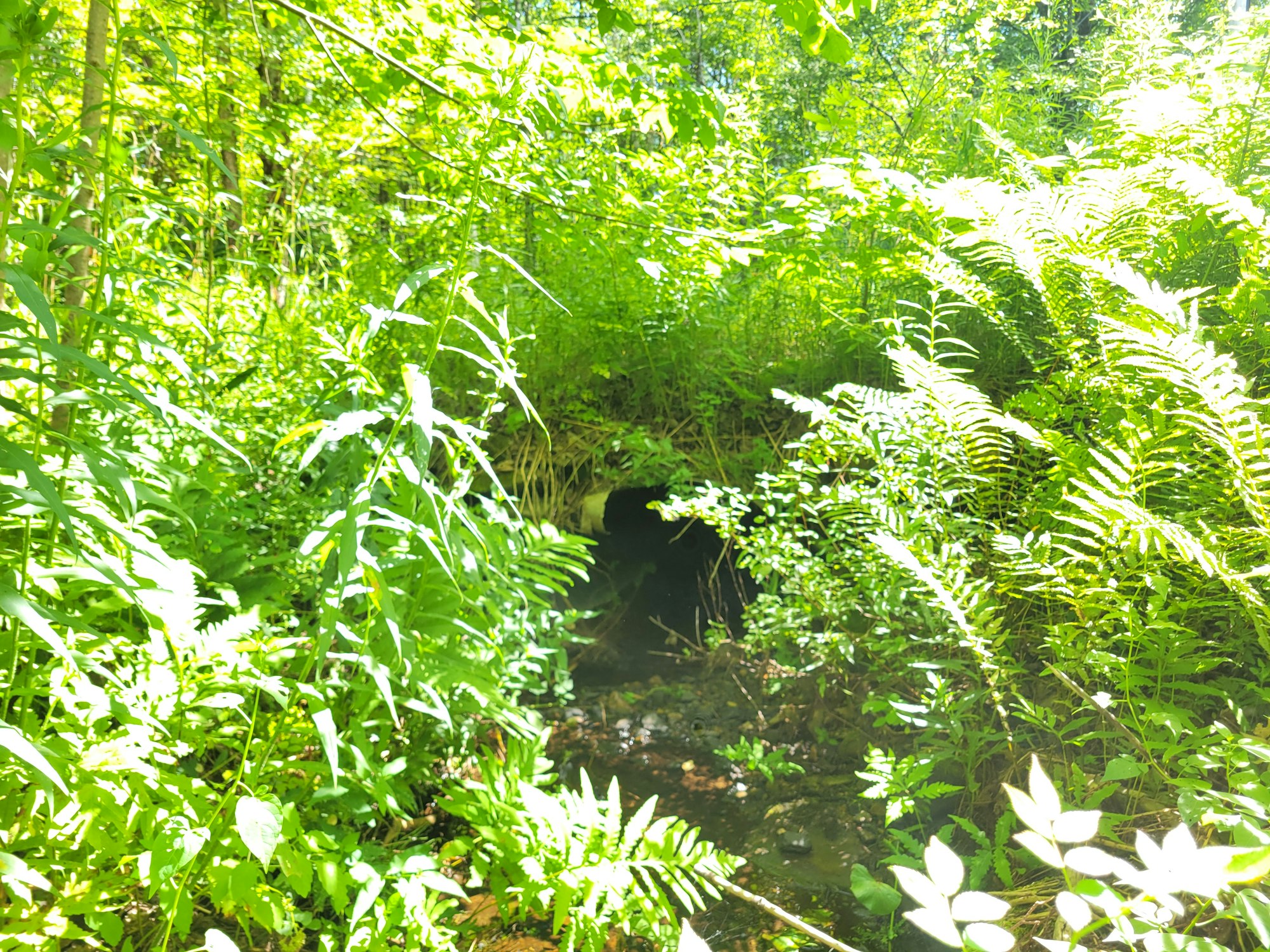 A lush green area with dense foliage, sunlight filtering through leaves, and a shadowy opening likely leading to a stream or tunnel.