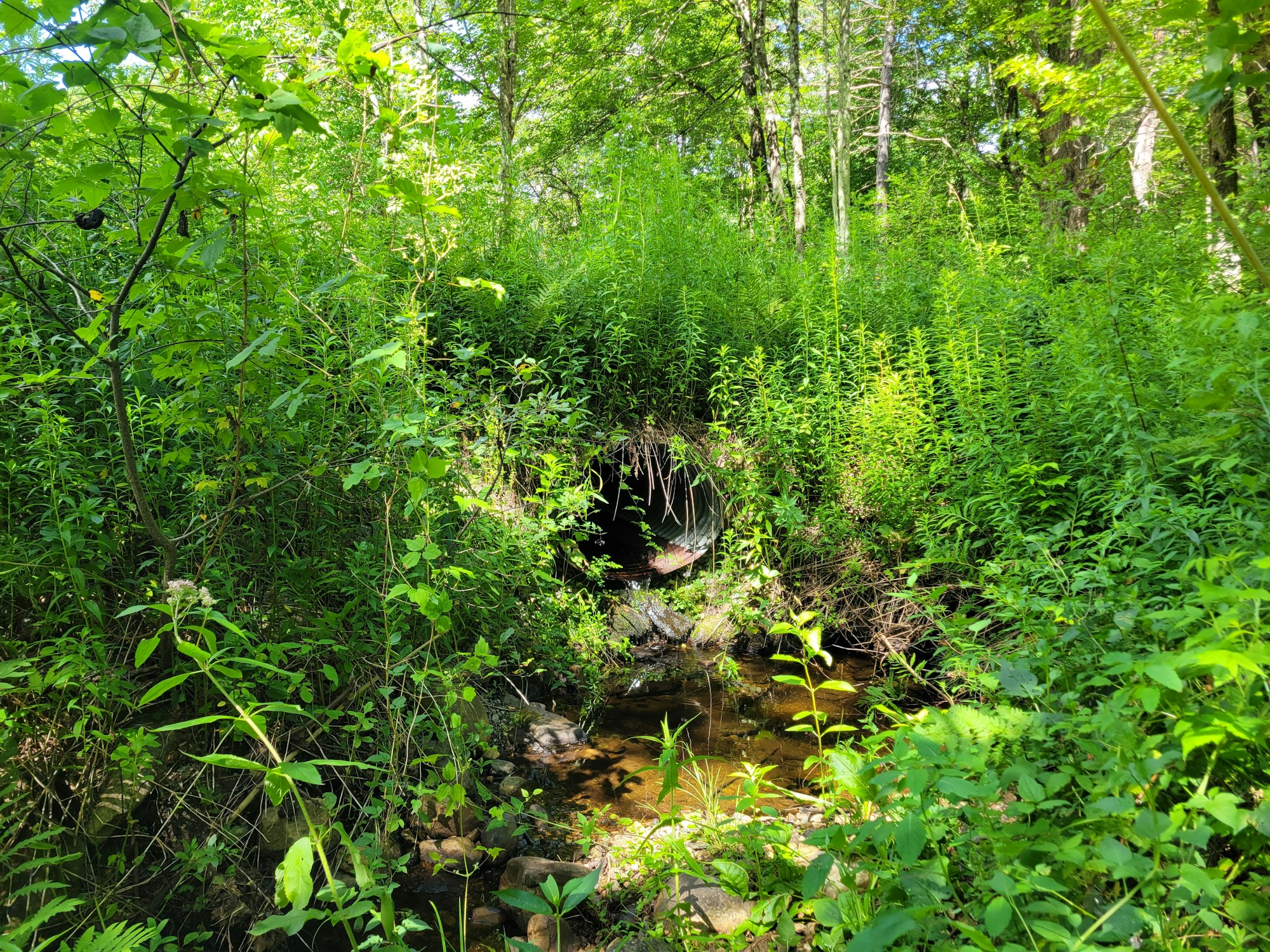 A lush, green area with dense foliage surrounding a small waterway and a tunnel entrance obscured by vegetation.