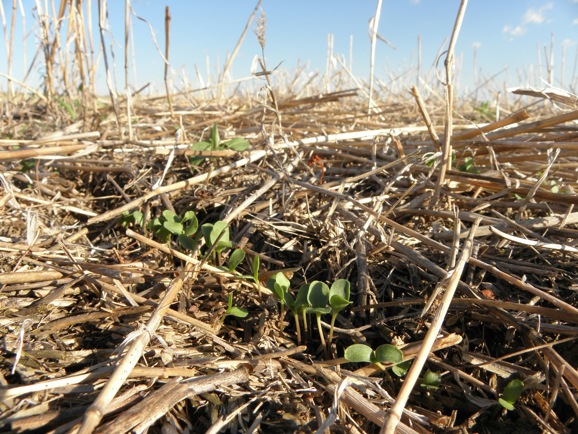 The image shows young green plants emerging from the ground amidst dry straw and remnants of previous crops under a blue sky.