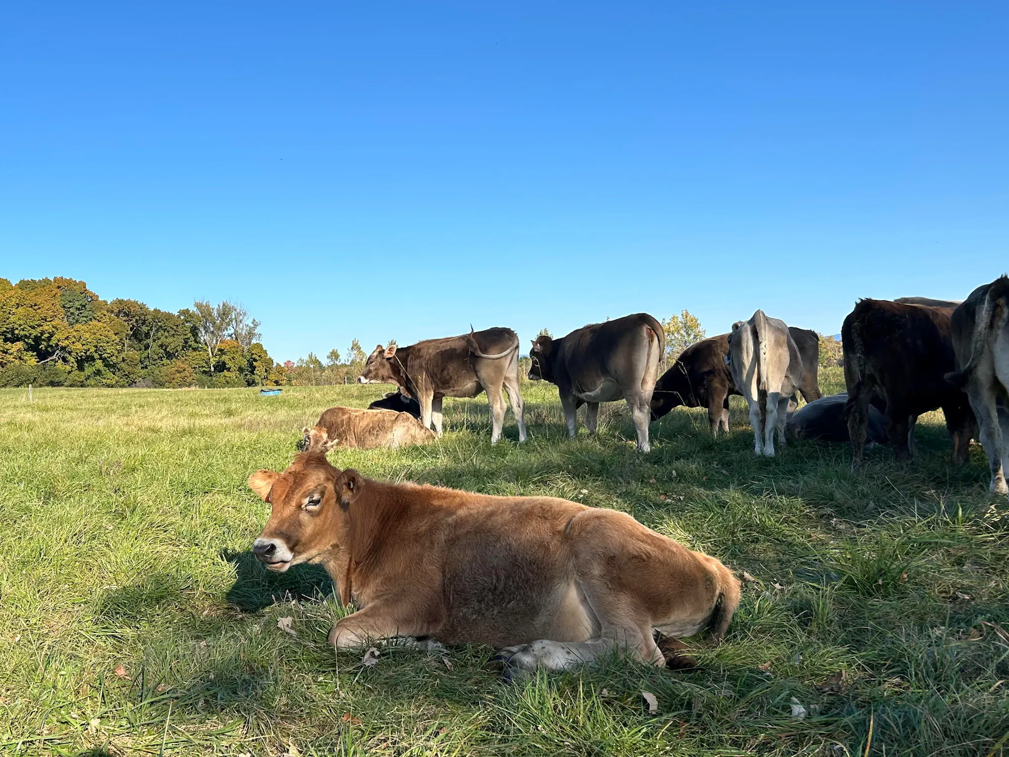 A peaceful pasture scene with several cows grazing under a clear blue sky, showcasing vibrant autumn foliage in the background.