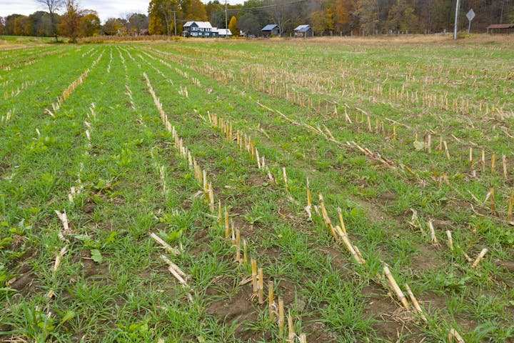 A green field with remnants of corn stalks and scattered grass, set against a background of trees and a few distant buildings.