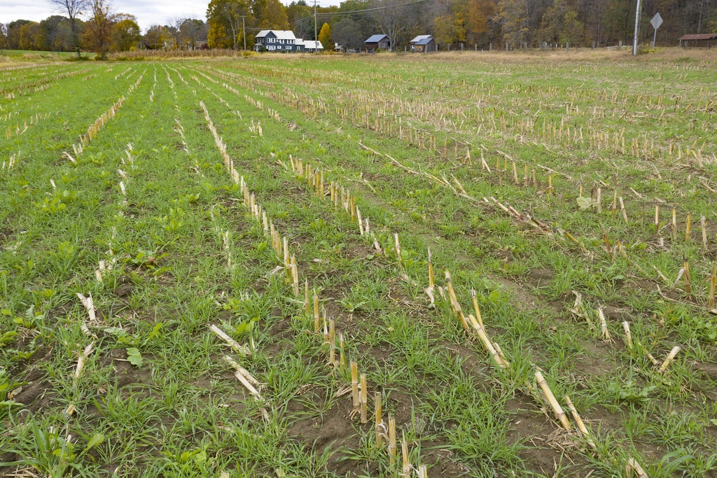 A green field with remnants of corn stalks and scattered grass, set against a background of trees and a few distant buildings.