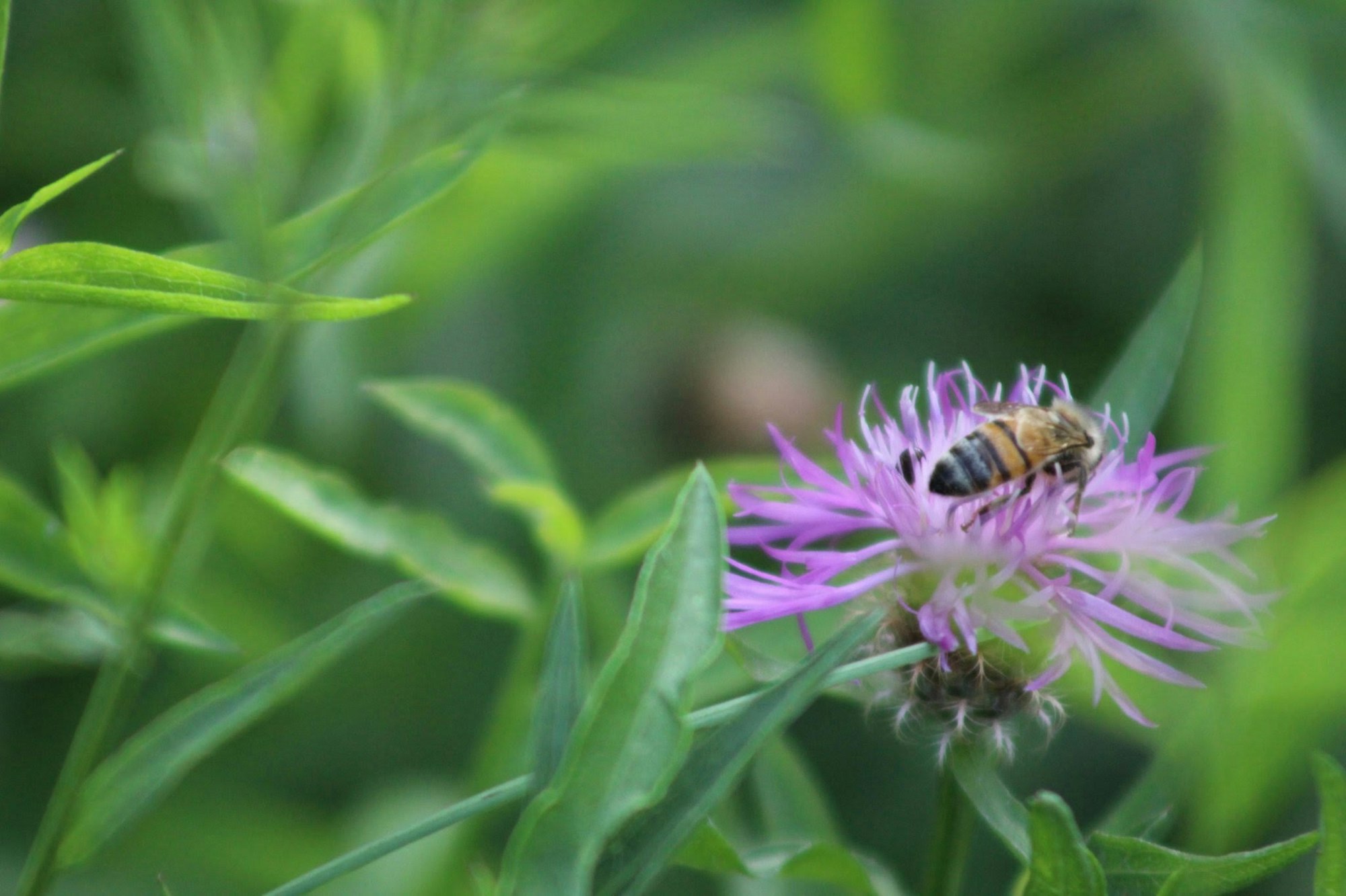 A bee is perched on a purple flower amidst green foliage, showcasing nature's beauty and pollination in action.