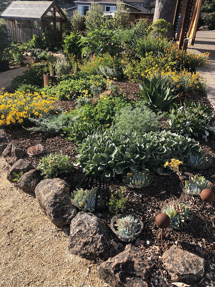 A colorful garden featuring various plants, flowers, and succulents surrounded by rocks and mulch. A shed is visible in the background.