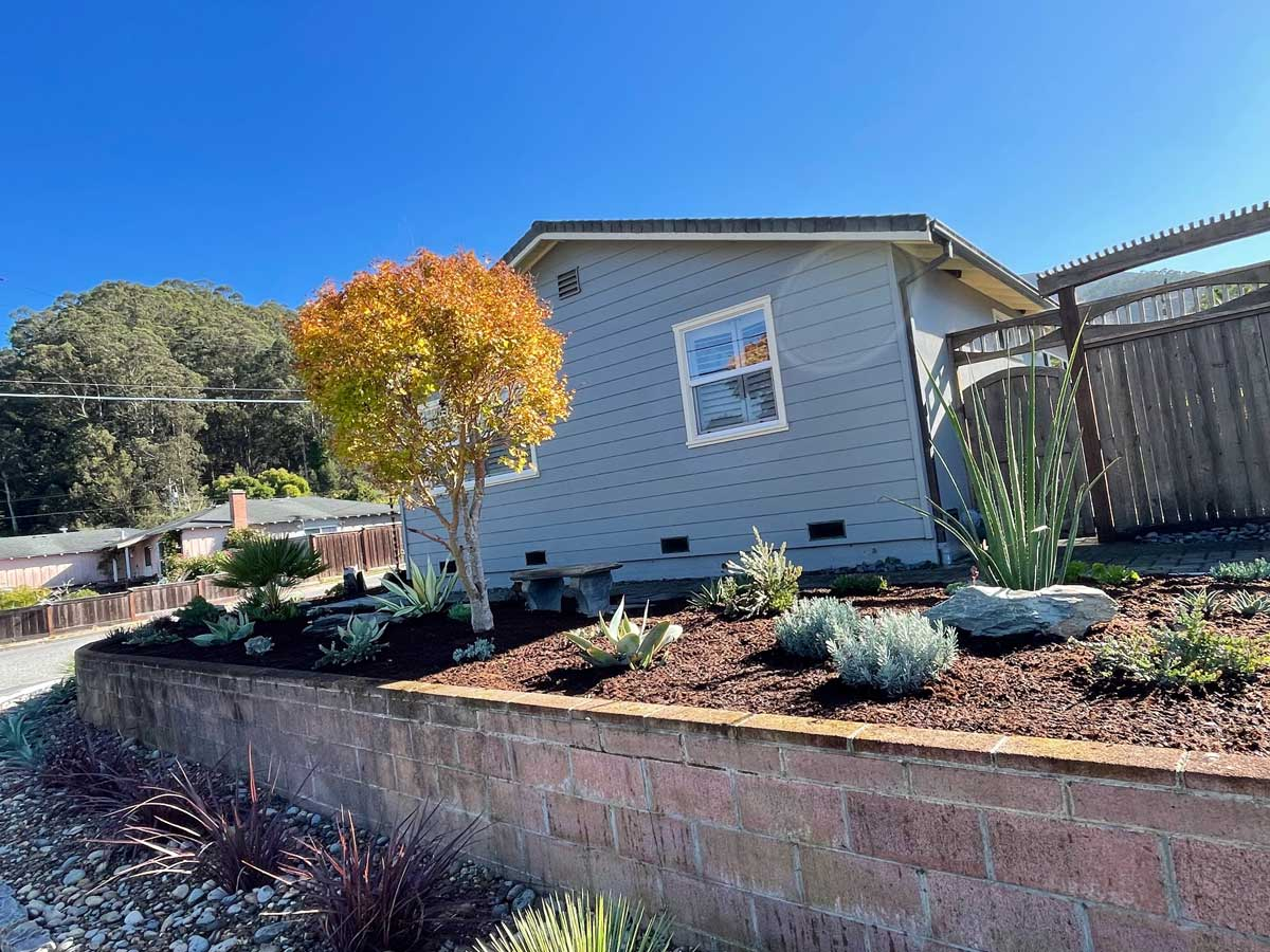A small garden with succulents and a tree next to a gray house on a sunny day.