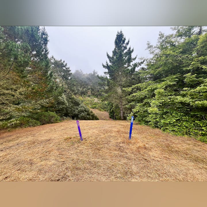 A misty path in a forested area with two colored markers, one purple and one blue, surrounded by grass and trees.