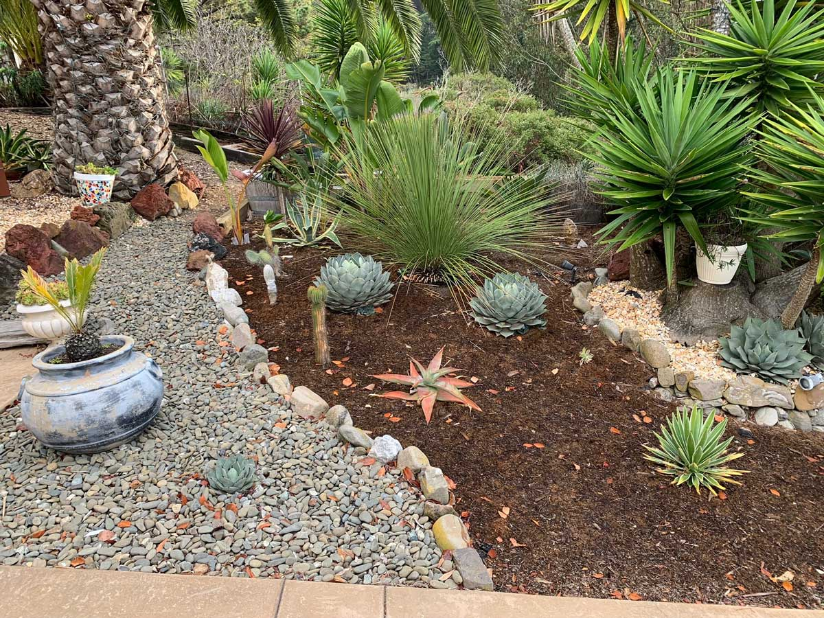 A garden with succulents, palm trees, and ornamental plants on a rocky path.