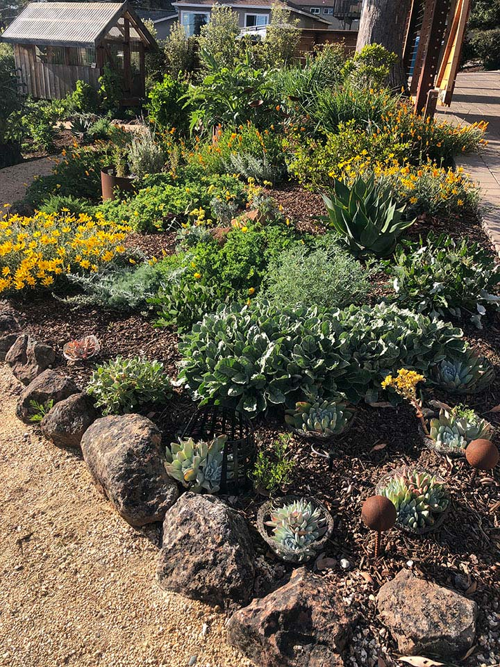 Garden with various plants, yellow flowers, mulch, rocks, and a wooden shed in the background.