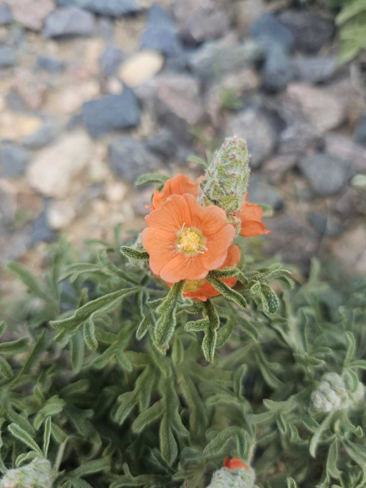 An orange flower with green leaves and a blurred rocky background.