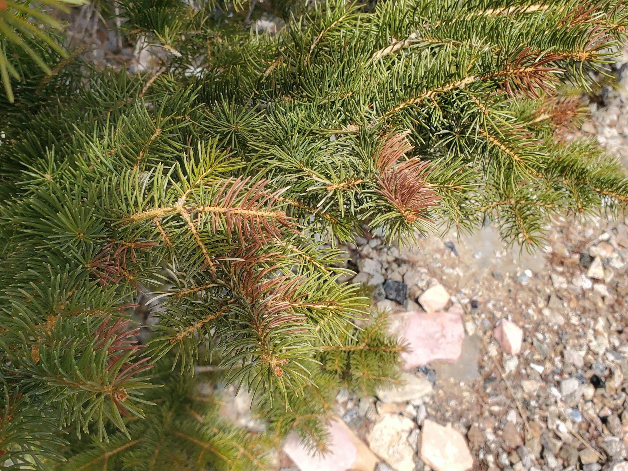May contain: tree, plant, fir, abies, and conifer