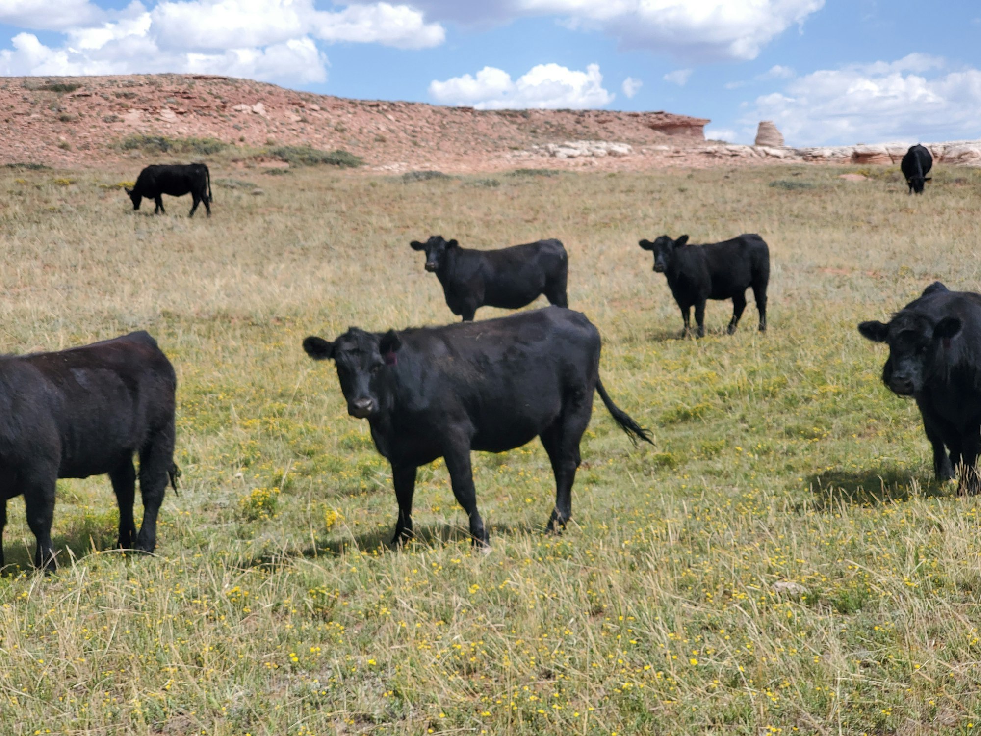 May contain: cow, animal, mammal, cattle, grassland, outdoors, field, nature, farm, countryside, rural, meadow, pasture, ranch, and bull