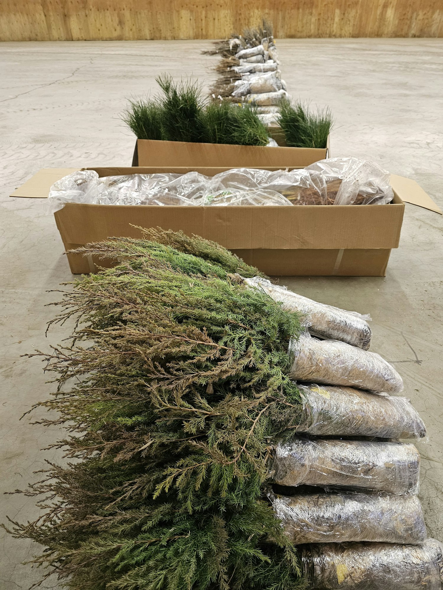 May contain: plant, potted plant, jar, planter, pottery, vase, herbal, herbs, fir, tree, wood, flagstone, path, walkway, box, and vegetation