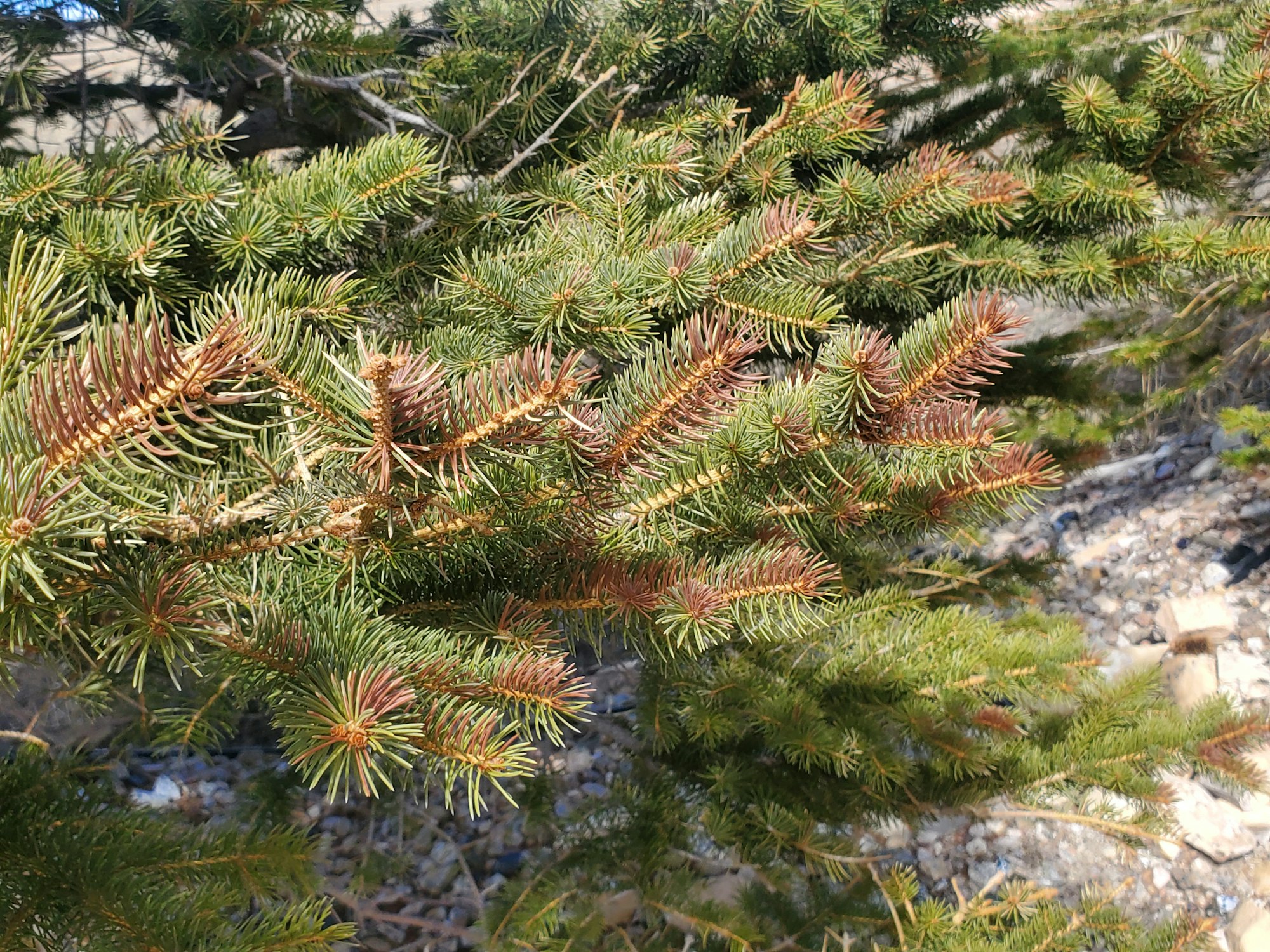 May contain: tree, plant, conifer, fir, abies, and pine